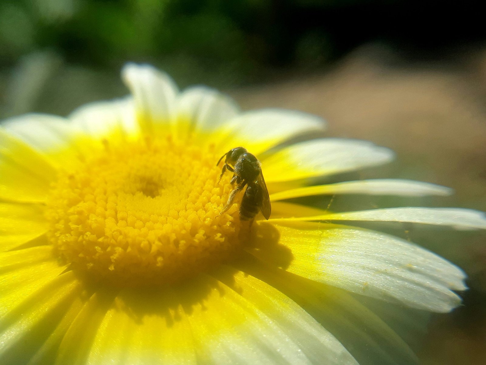 The Buzzing Language: How Bees Communicate Through Dance