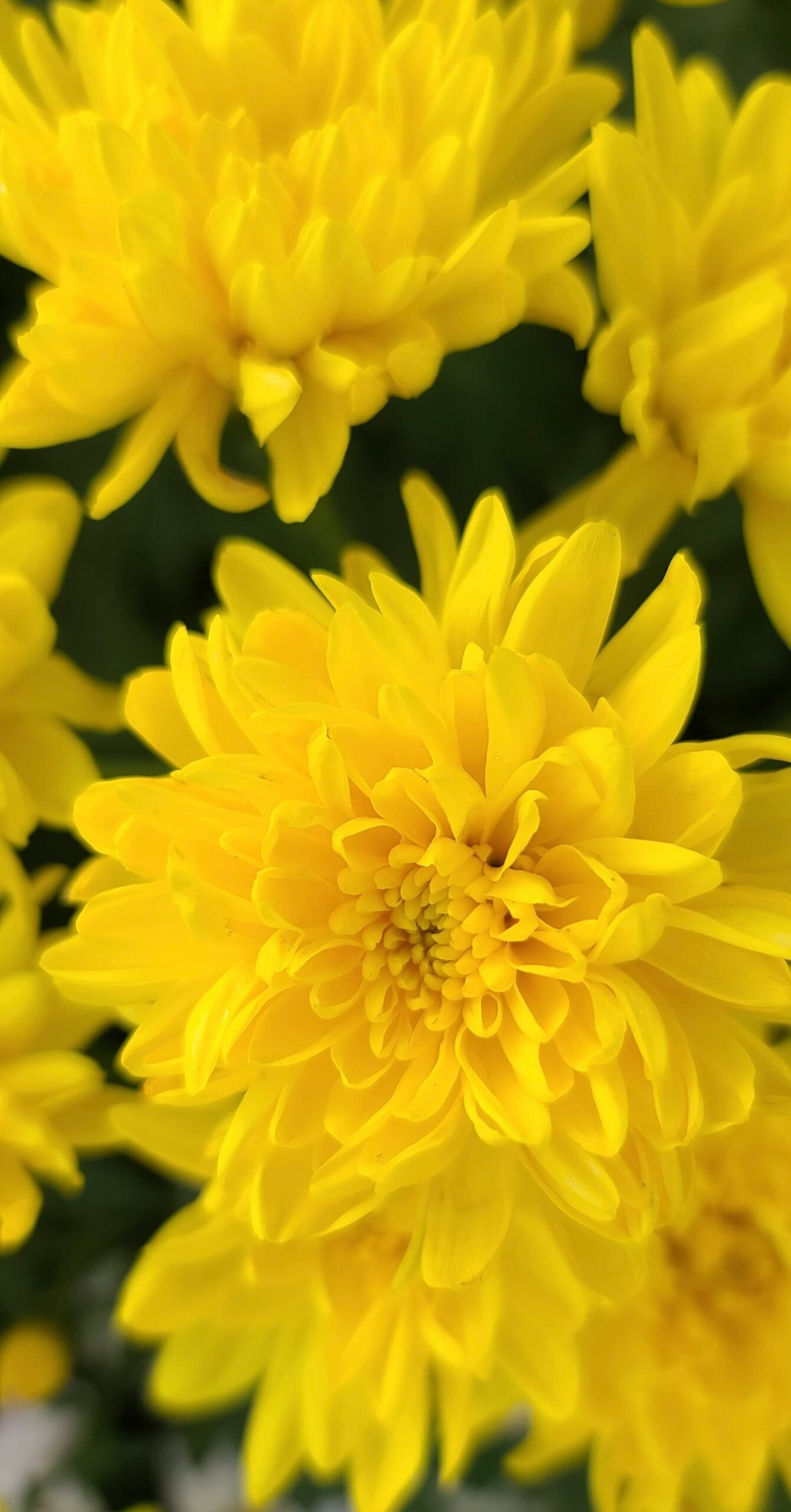 a close up of a bunch of yellow flowers