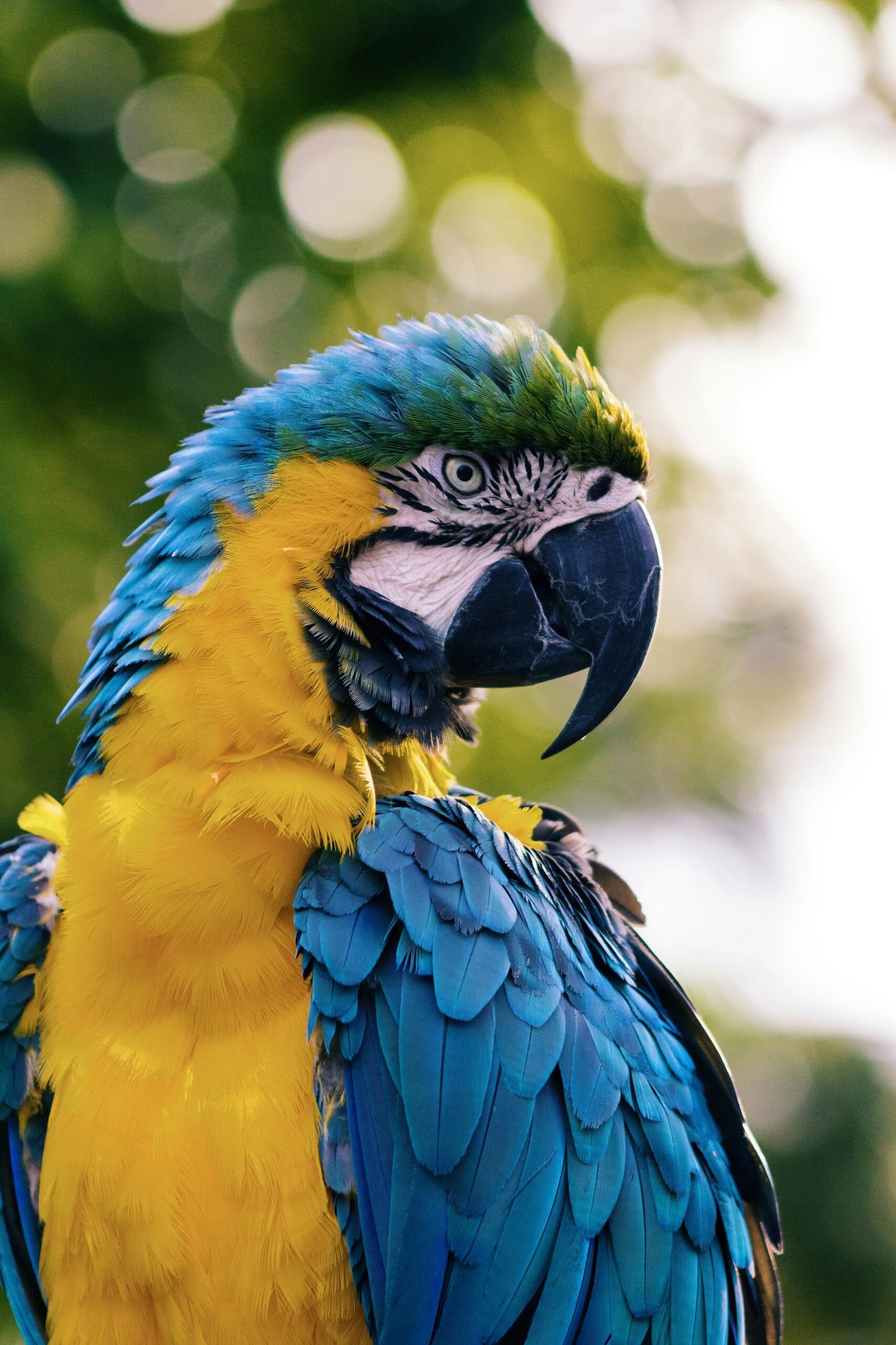 Did You Know? The Science Behind How Parrots Mimic Human Speech