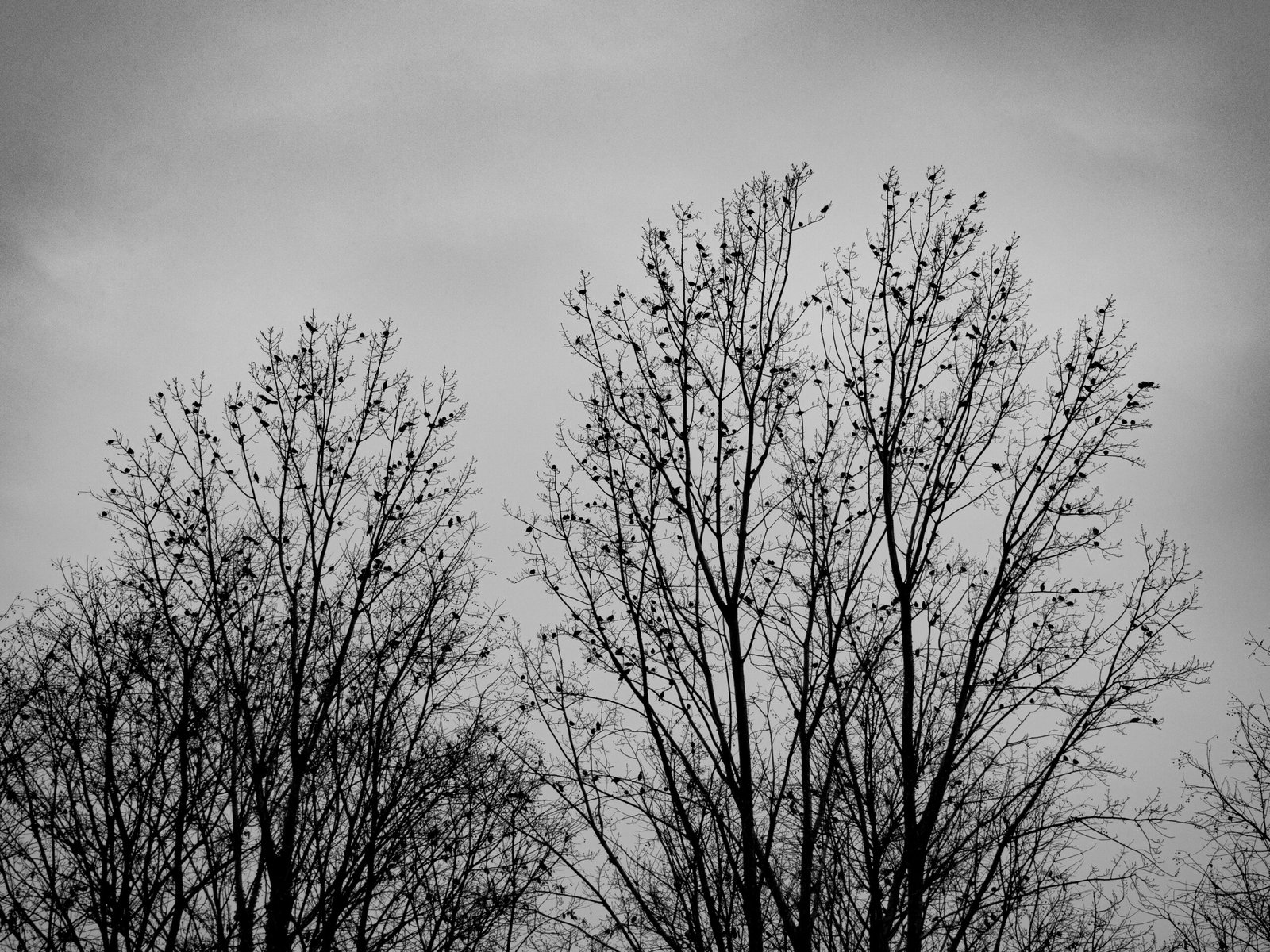 leafless tree under cloudy sky