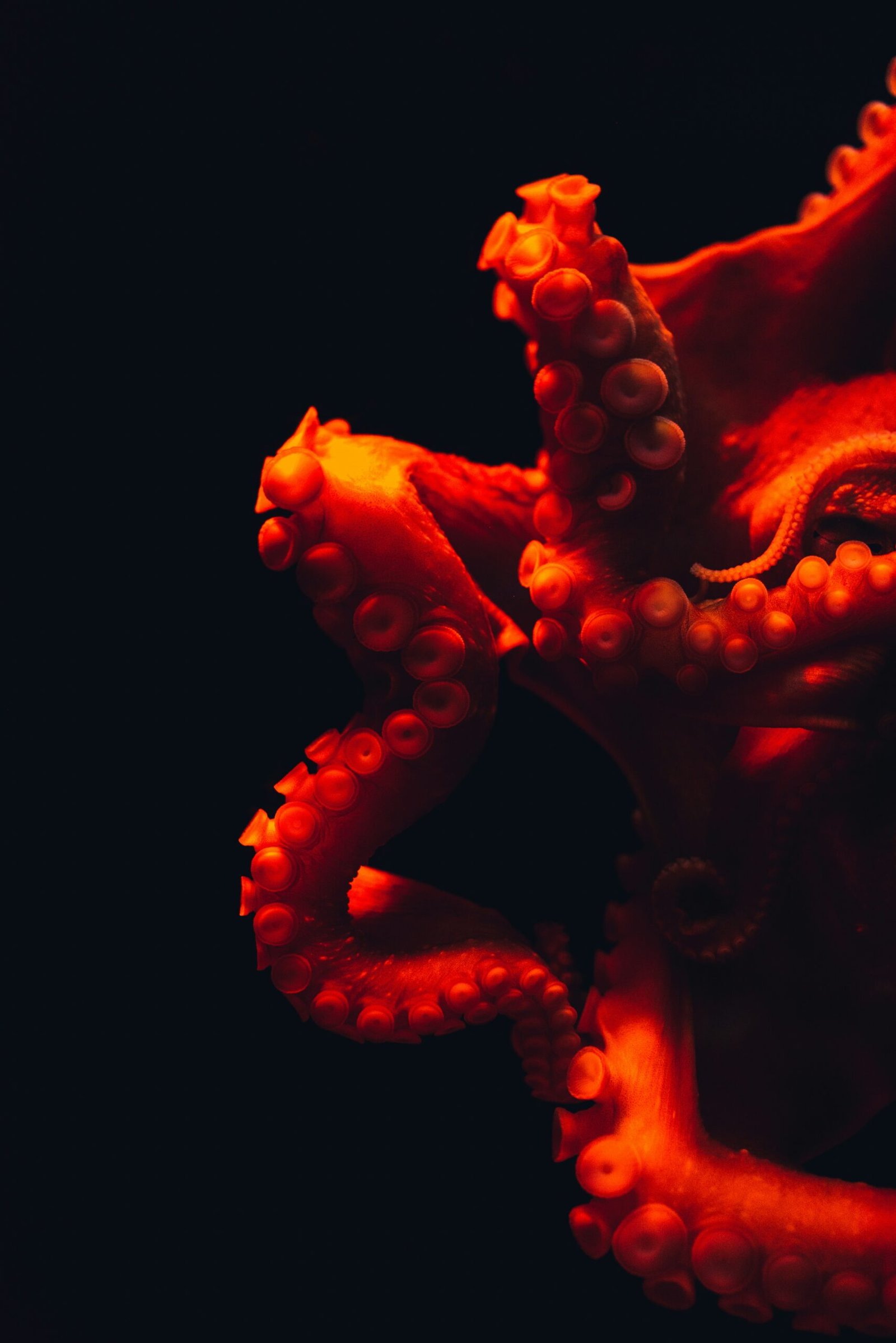 The Amazing Adaptation Skills of Octopuses