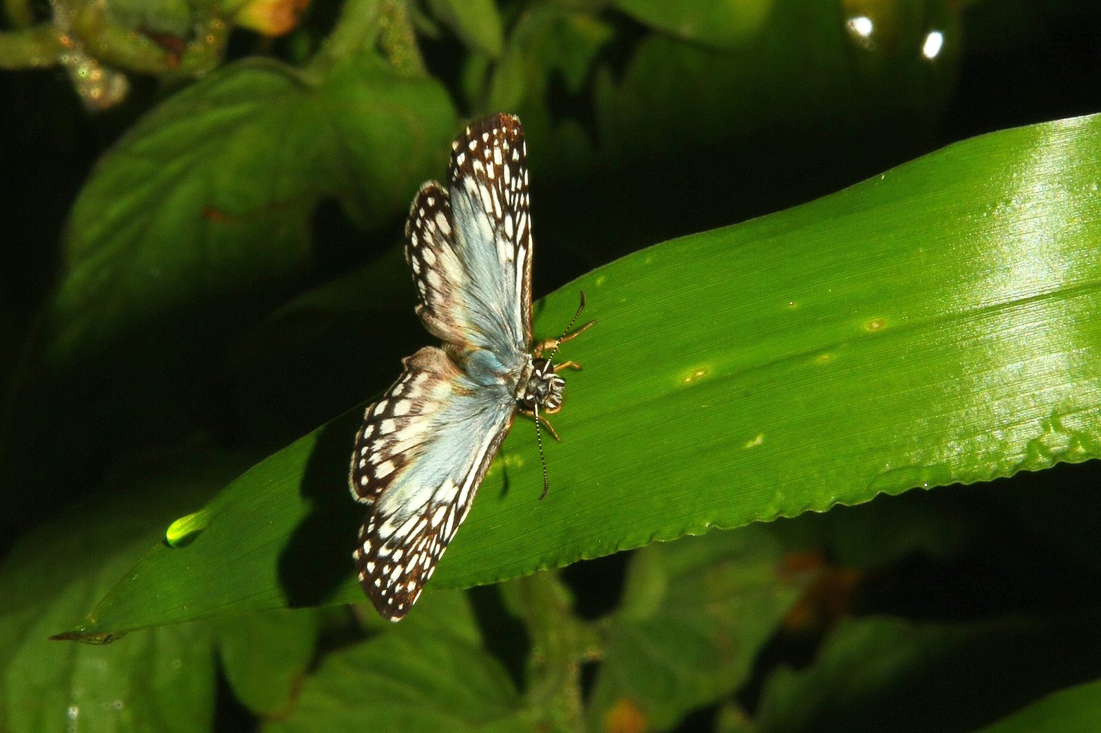 Did You Know? How Butterflies Taste with Their Feet